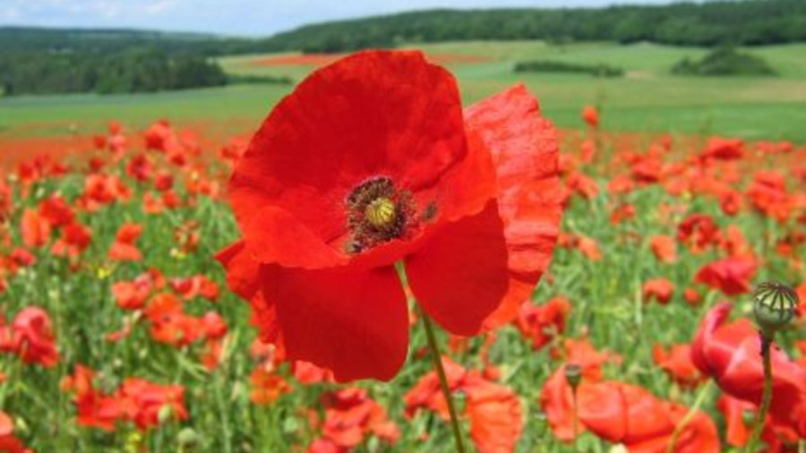 Eine große Mohnblüte und viele kleine. Mausklick führt zur vergrößerten Ansicht