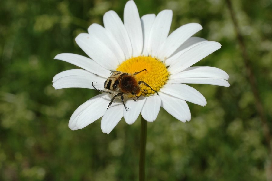 Blüte Margerite mit Biene