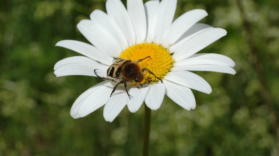 Blüte Margerite mit Biene