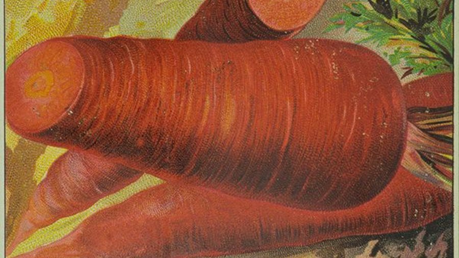 Dunkelrote, dicke Möhrensorte Blutrote Victoria. Mausklick führt zur vergrößerten Ansicht