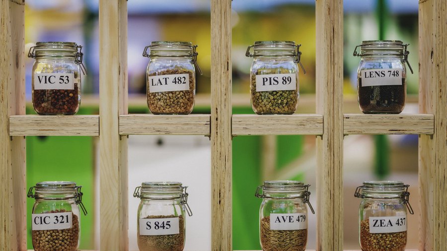 Acht große Bügelgläser gefüllt mit verschiedenem Saatgut und Etikettierung stehen in einem Holzregal.