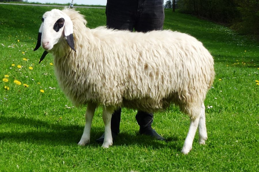 Das Brillenschaf, eine weiße Schafrasse mit typischer schwarzer Kopfzeichnung um die Augen und Ohren