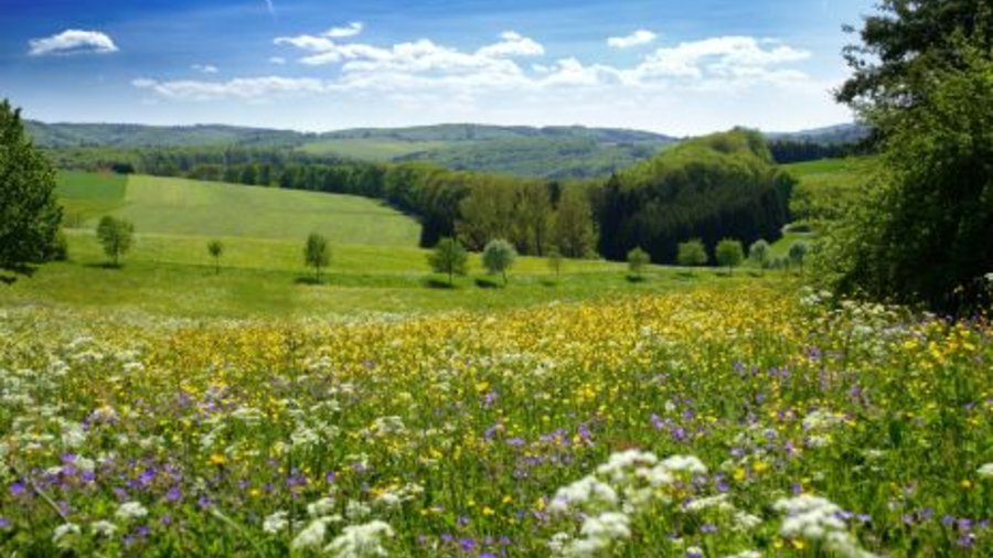 Eine bunt blühende Wiese auf der Schwäbischen Alb. Mausklick fürht zur vergrößerten Ansicht