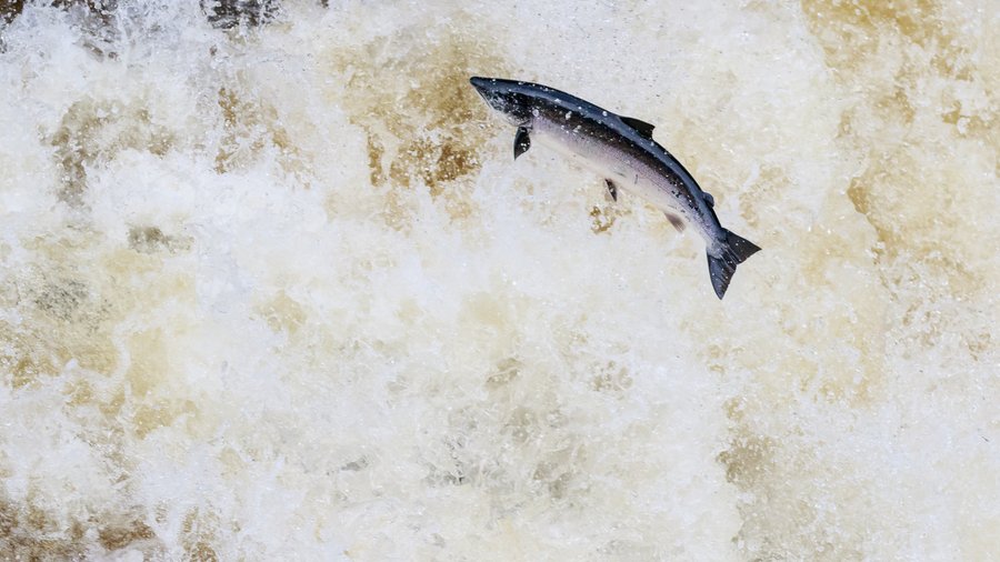 Jumping salmon