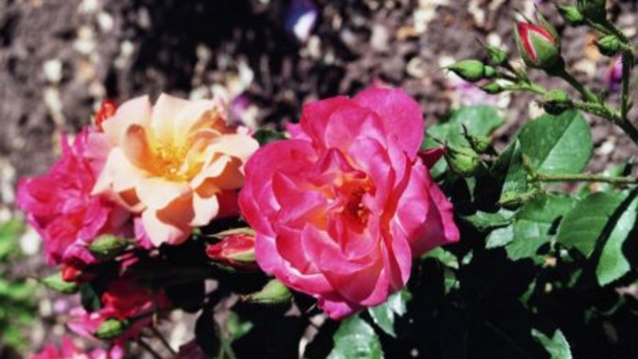 Zwei Rosenblüten. Mausklick führt zu einer vergrößerten Ansicht