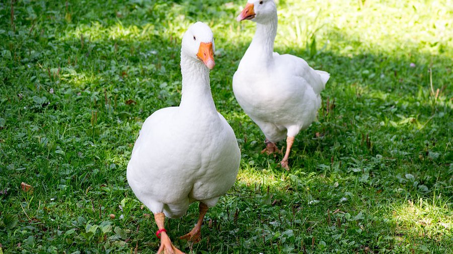 Zwei weiße Gänse stehen auf einer grünen Wiese