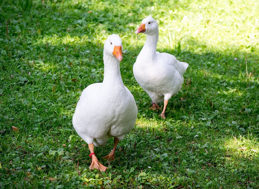 Zwei weiße Gänse stehen auf einer grünen Wiese