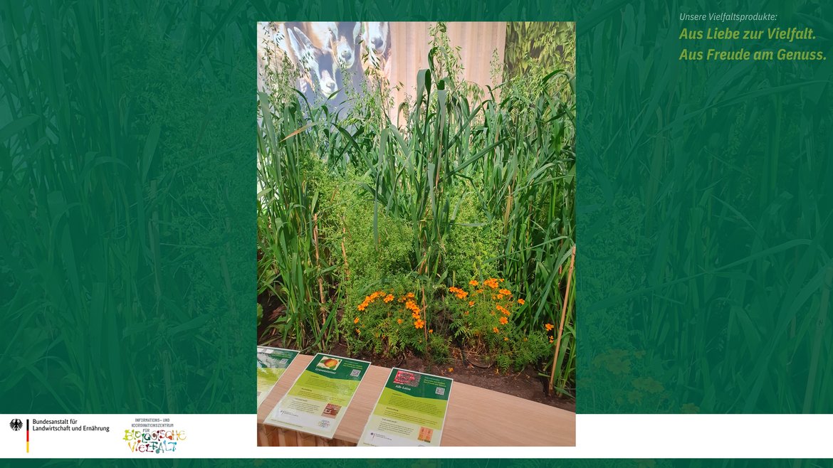 Das Bild zeigt einen Teil von einem Bauerngarten mit Hafer, Lein und Gewürztargetes.