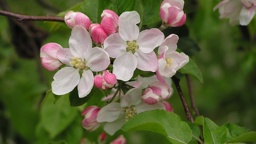 Apfelblüte