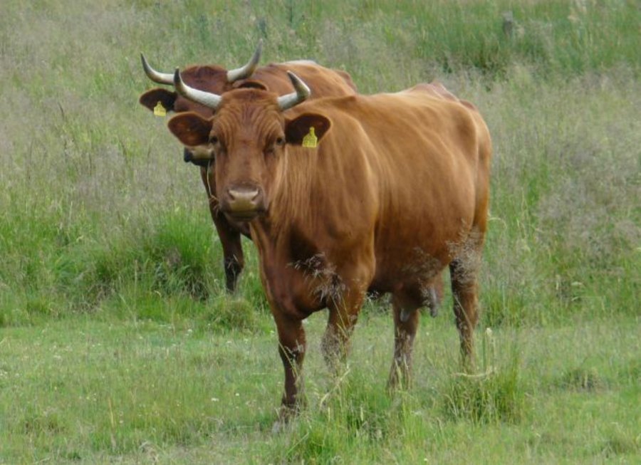 Cattle of the breed "Rotes Höhenvieh" on pasture. Click leads to enlarged view.