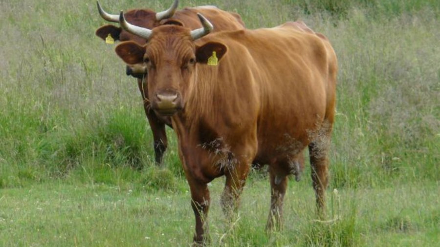 Cattle of the breed "Rotes Höhenvieh" on pasture. Click leads to enlarged view.