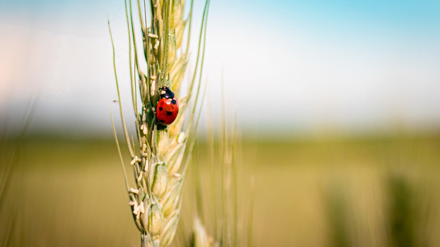 Marienkäfer auf Gerste. Click leads to enlarged view