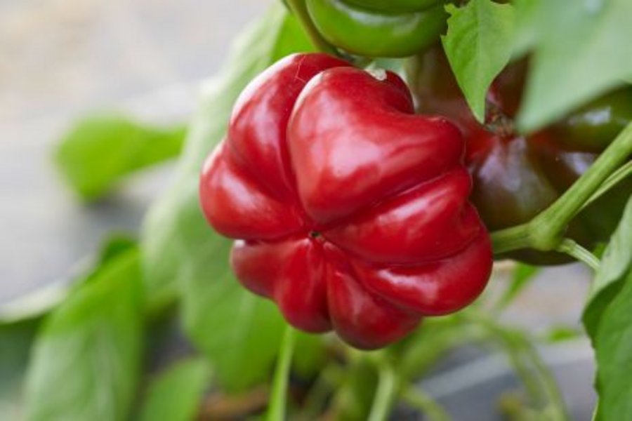 Paprikasorte: Tomatenfrüchtiger roter. Mausklick führt zu ener vergrößerten Ansicht