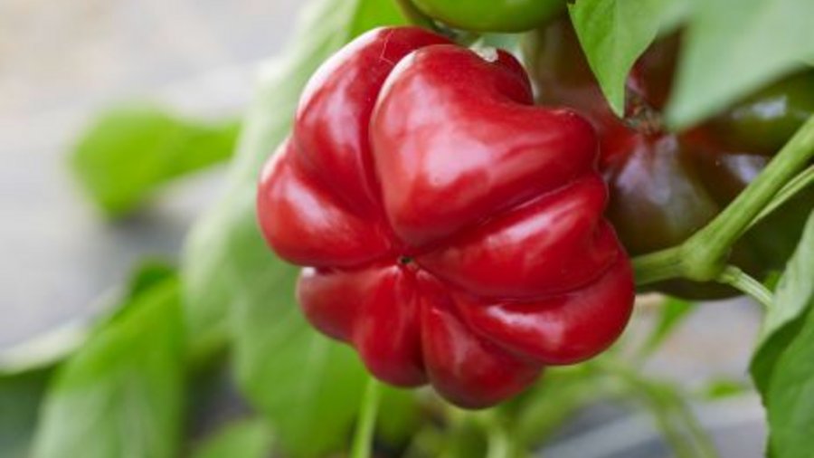 Bell pepper variety: tomato fruit red. Mouse click leads to enlarged view 