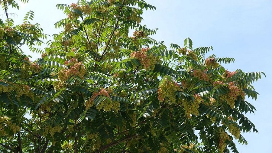 Branches of Ailanthus altissima with pinkish seeds against blue sky in August