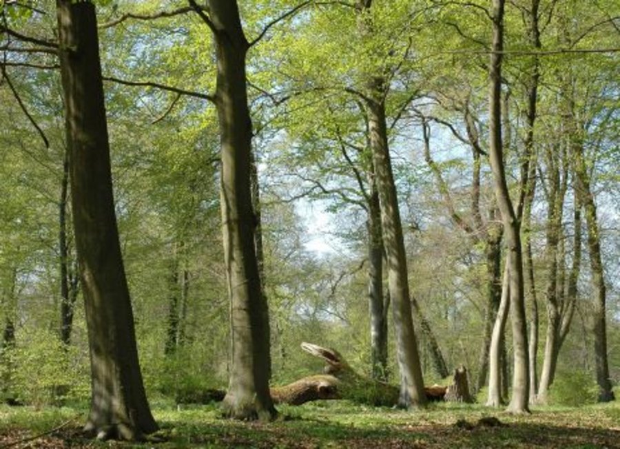Blick in einen Buchenwald. Mausklick führt zu einer vergrößerten Ansicht.