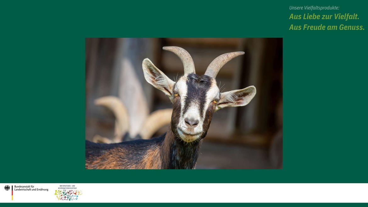 Das Bild zeigt die Thüringer Waldziege. Sie ist dunkelbraun mit weißer Gesichtszeichnung.