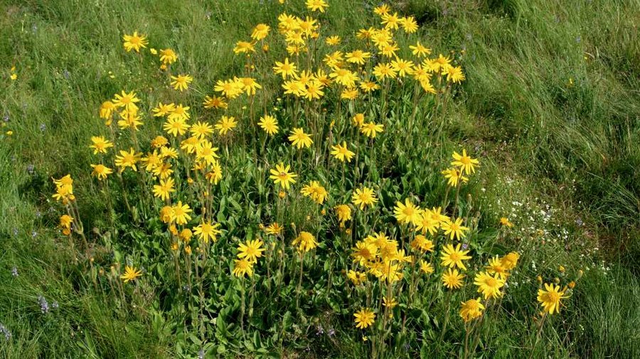 Gelbe Arnikablüten auf einer Wiese.