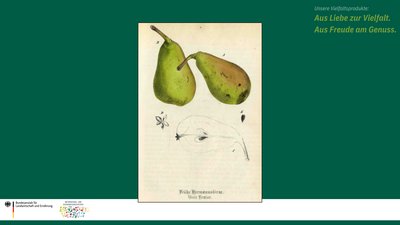 Das Bild zeigt eine historische Zeichnung der Birnensorte Gute Luise.