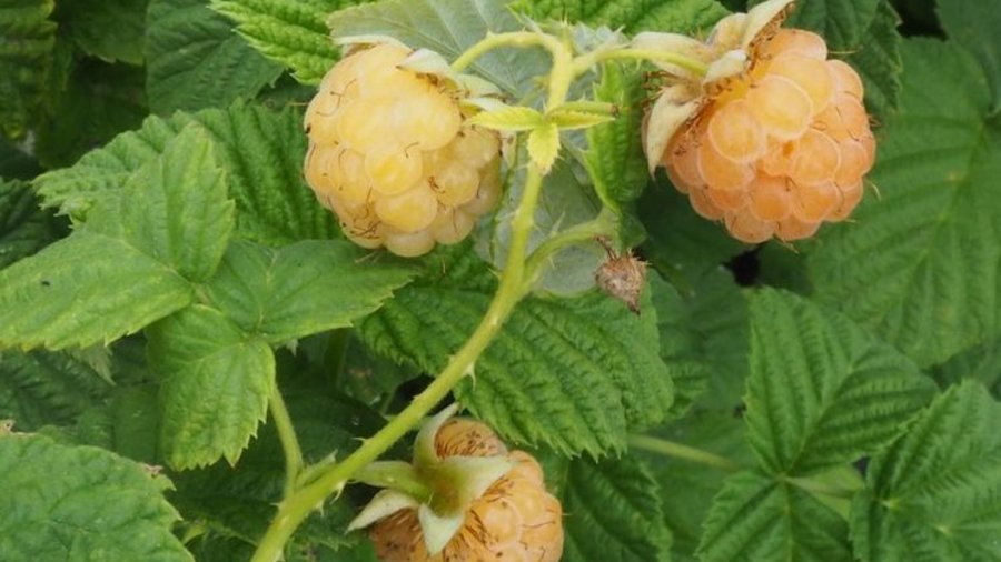 Gelbe Himbeeren am Strauch. Mausklick führt zur vergrößerten Ansicht.