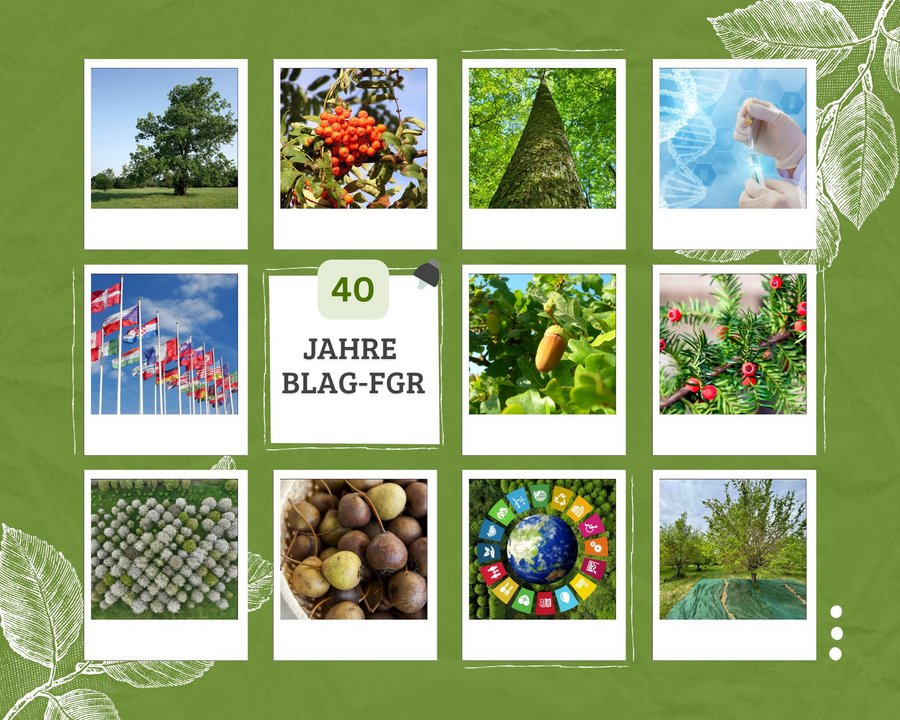 Das Bild zeigt eine Fotocollage, die die Tätigkeitsfelder der BLAG-FGR darstellen.