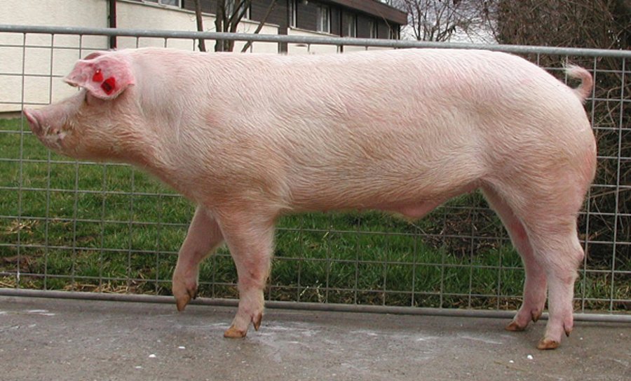 Leicoma Schwein
