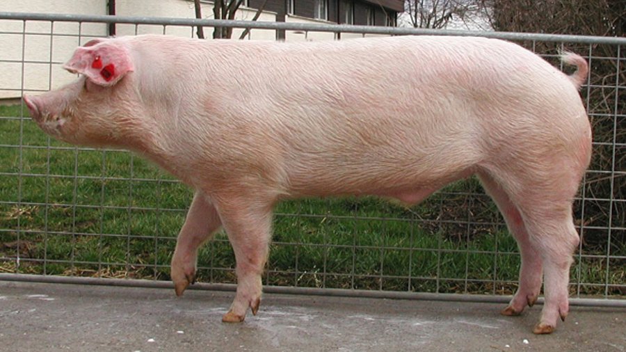 Leicoma Schwein