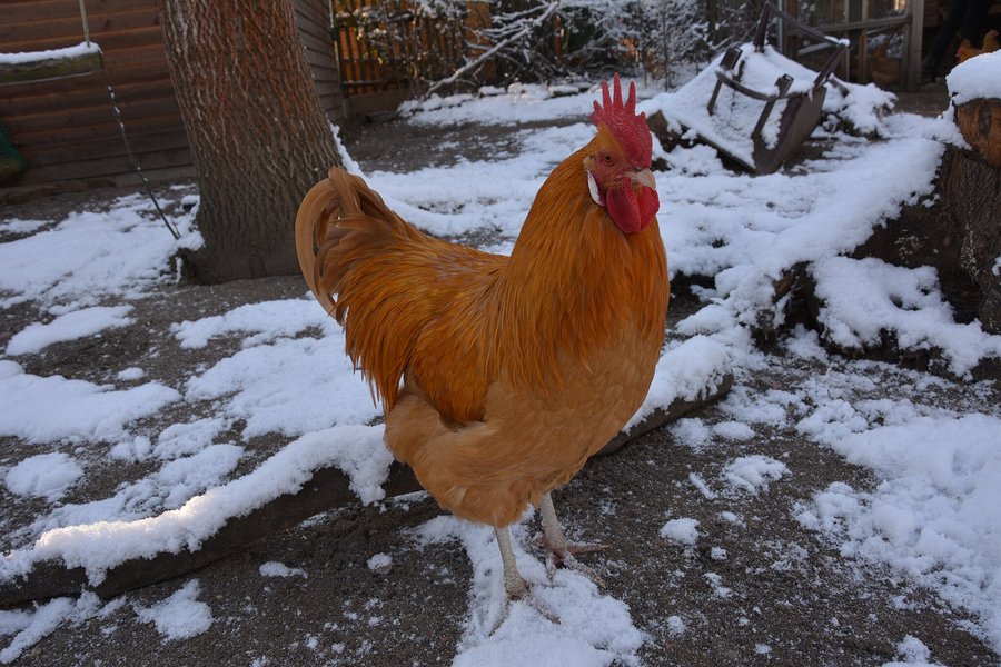 Hellbrauner Hahn steht auf schneebedecktem Ast in seinem Auslauf.