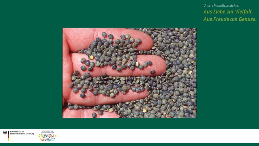 Das Bild zeigt graue Linsen mir einer Hand, die sie durch die Finger gleiten lässt.