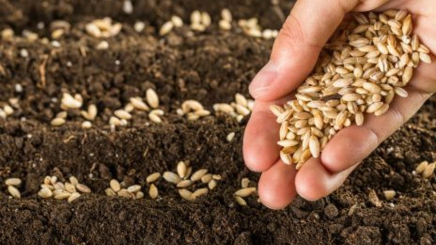 Hand puts seeds in soil. Click leads to enlarged view.