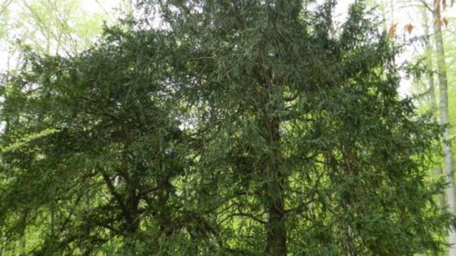 Eibenbaum auf Wiese. Mausklick führt zu einer vergrößerten Ansicht.