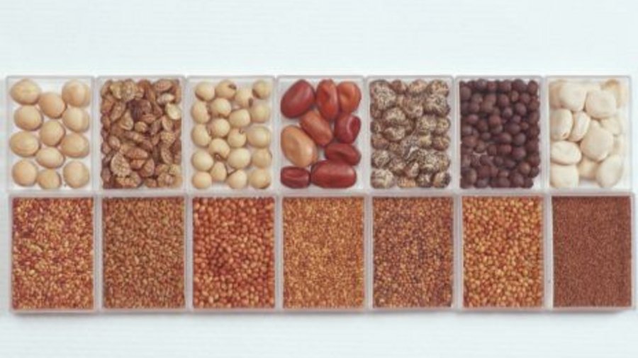 A plastic container with different seed samples. Click leads to enlarged view.