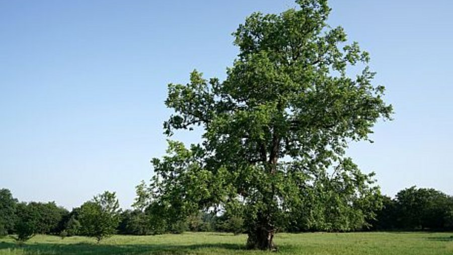 An elm tree stands in an open landscape on a meadow. Mouse click leads to enlarged view 