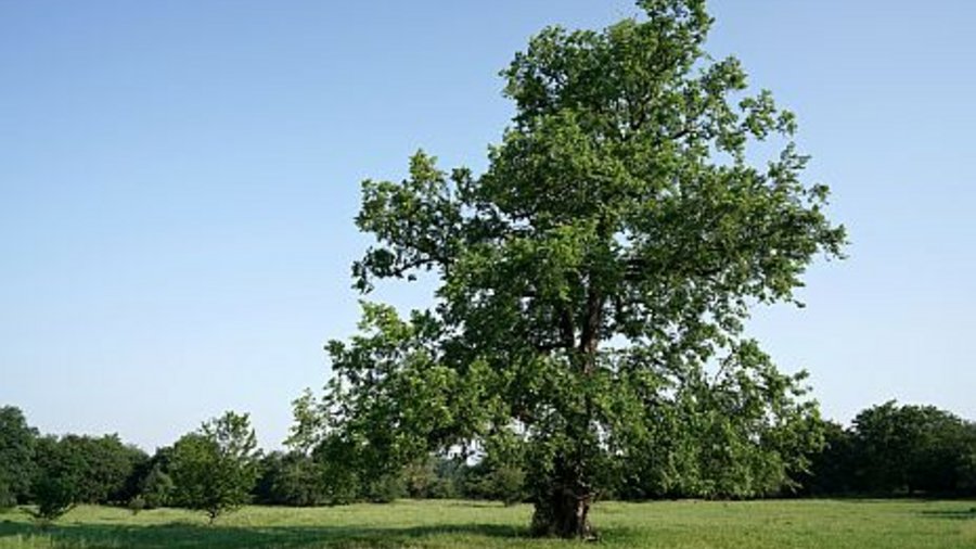 Eine Ulme steht in freier Landschaft auf einer Wiese. Mausklick führt zu einer vergrößerten Ansicht.