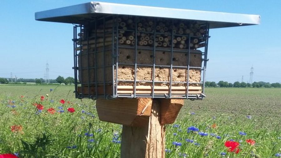 Wildbienengabione auf Blühstreifen 