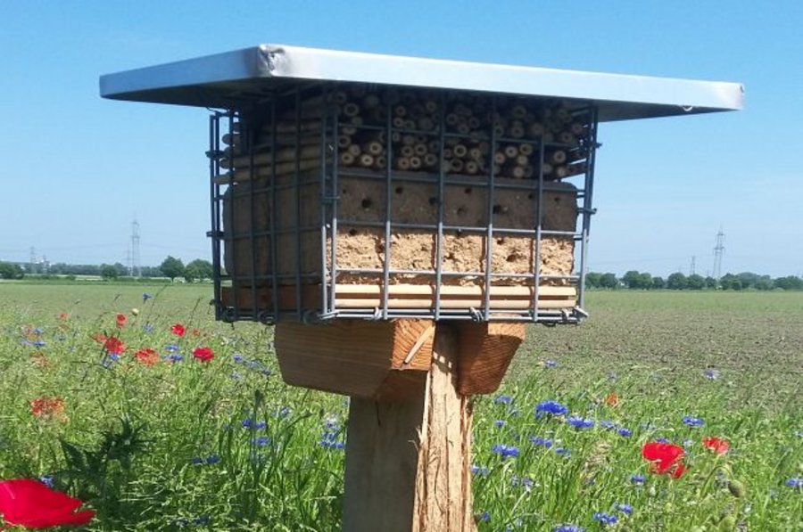 Wildbienengabione auf Blühstreifen 