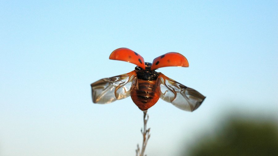 Ladybug taking off. Mouse click leads to an enlarged view