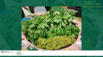 Das Bild zeigt einen Stand mit einem Salatbeet mit alten Salatsorten.