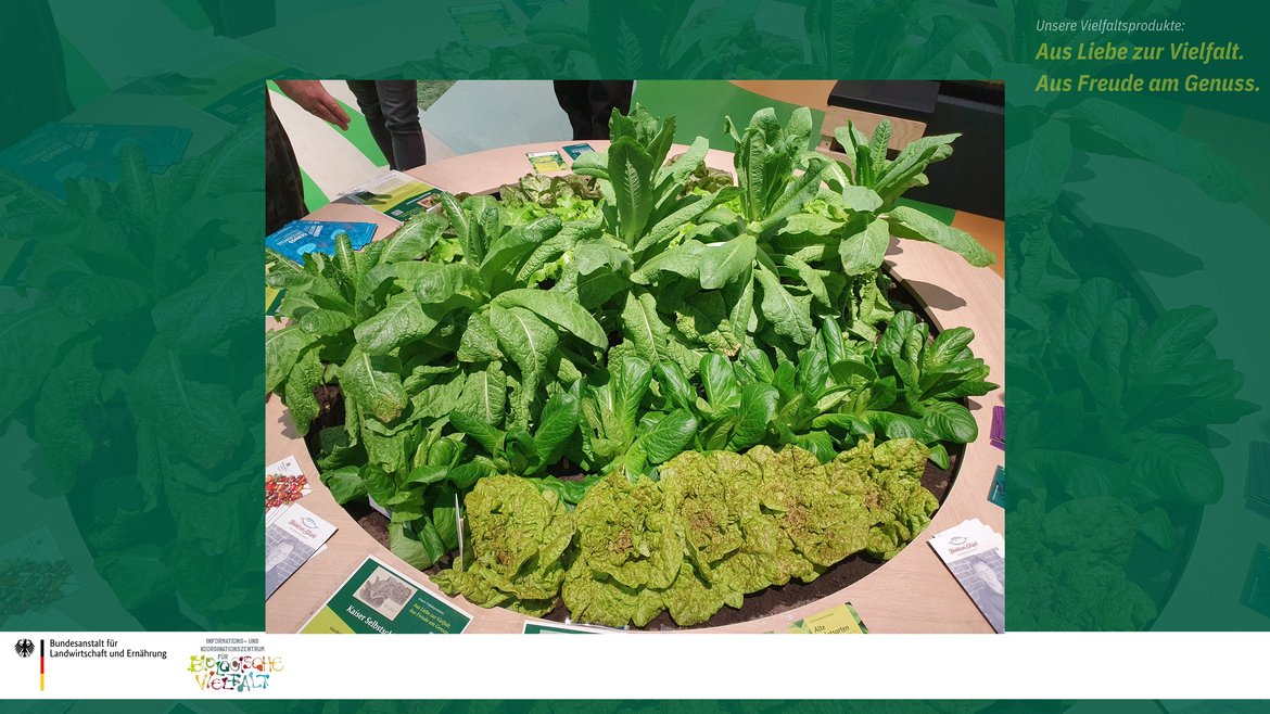 Das Bild zeigt einen Stand mit einem Salatbeet mit alten Salatsorten.