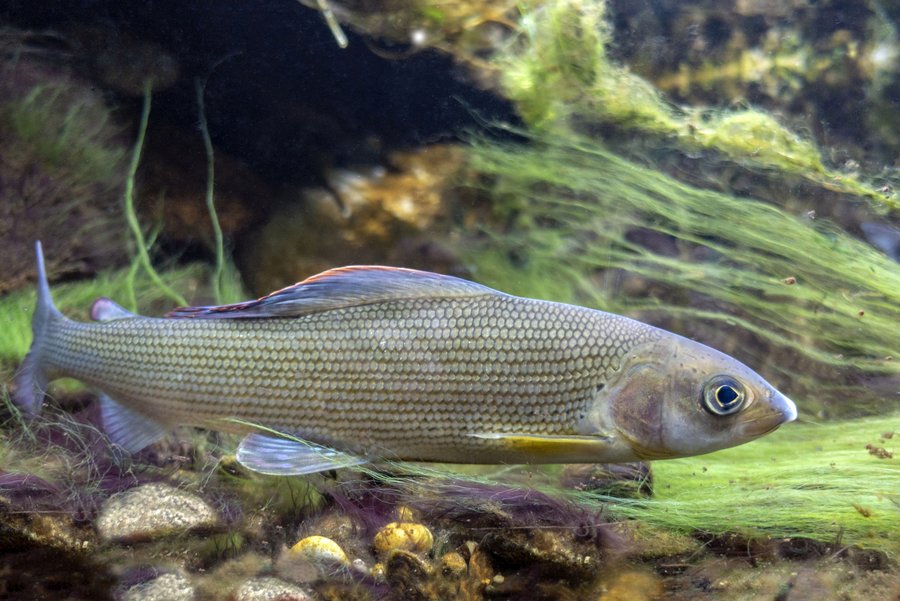 Unterwasseraufnahme einer Äsche.
