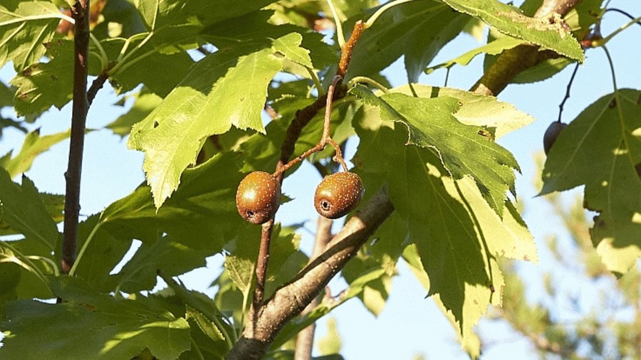 Das Bild zeigt die kleinen, braunen Früchte der Elsbeere am Baum hängend. Mausklick führt zur vergrößerten Ansicht.