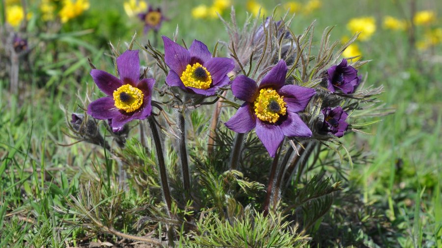 Gewöhnliche Kuhschelle (Pulsatilla vulgaris)