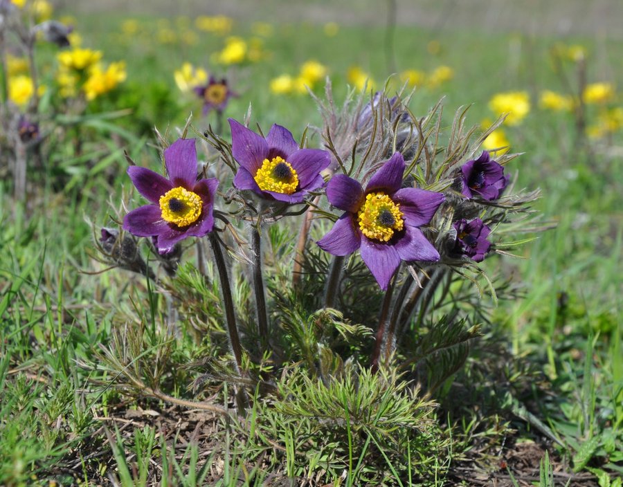 Pulsatilla vulgaris