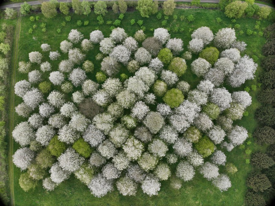 Luftbild Vogelkirschen