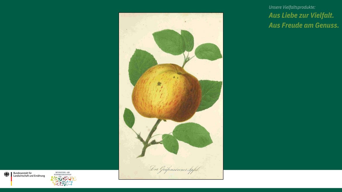 Das Bild zeigt eine historische Zeichnung der Apfelsorte Gravensteiner.