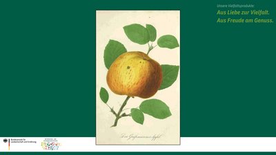 Das Bild zeigt eine historische Zeichnung der Apfelsorte Gravensteiner.