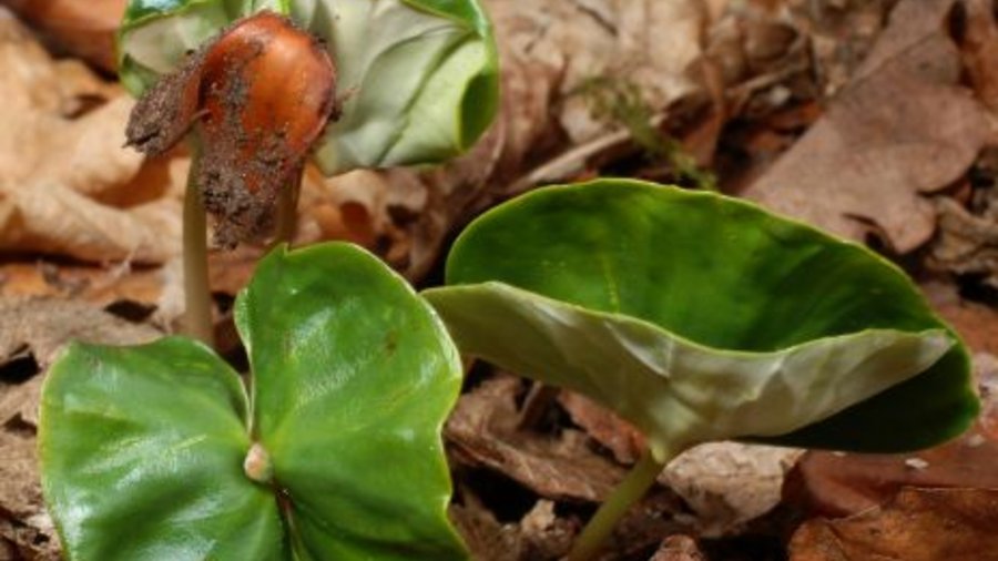 Beech seedling in the ground. Mouse click leads to enlarged view 