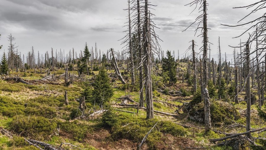 Das Bild zeigt eine Waldfläche, auf der viele abgestorbene Stämme von Nadelbäumen zu sehen sind. Aus dem Waldboden wachsen teilweise bereits junge Bäume.