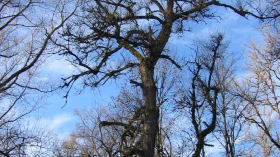 Black poplar without foliage. Click leads to enlarged view