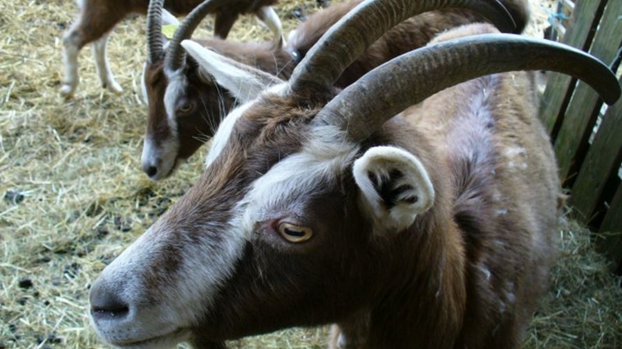 Goats of the breed "Thüringer Wald Ziege" in a stable